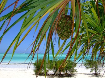Zanzibar & Turquie